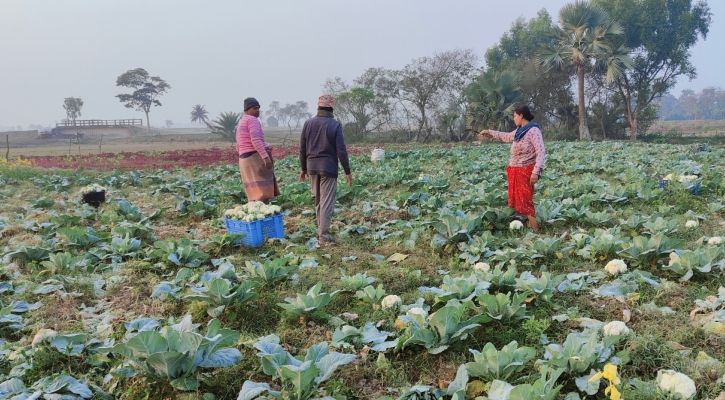 বছরে সাড়ে ৫ কোটি টাকার সবজি চাষ হয় হাটছালা গ্রামে 